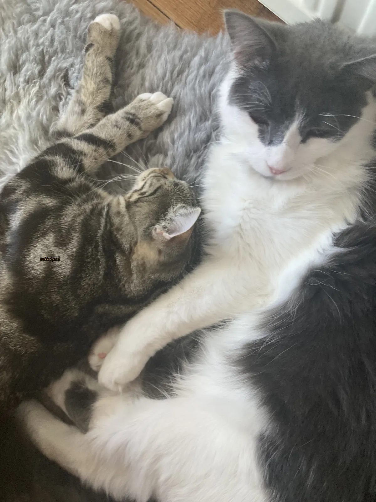 Beyaz bir kedi beyaz bir kumaşın üstünde yatıyor.