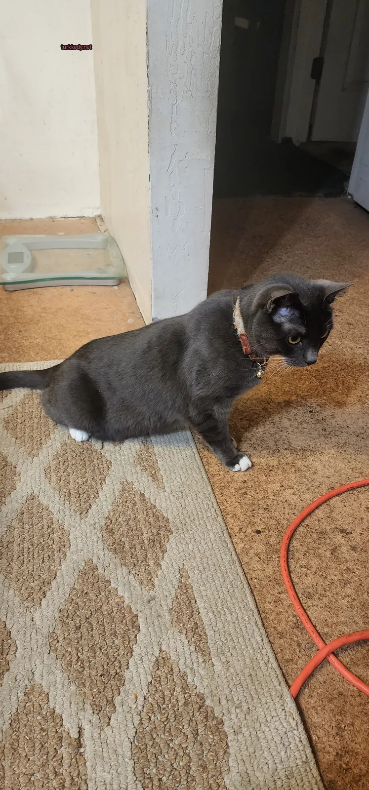 Gri bir kedi, kahverengi bir kemer takılmış olarak bir halı üzerinde oturuyor.