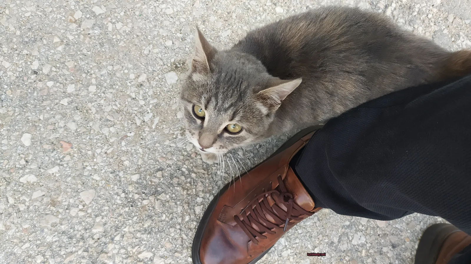 Gri ve beyaz bir kedi, sarı gözleri olan bir kahverengi ayakkabıya yan yana oturuyor.