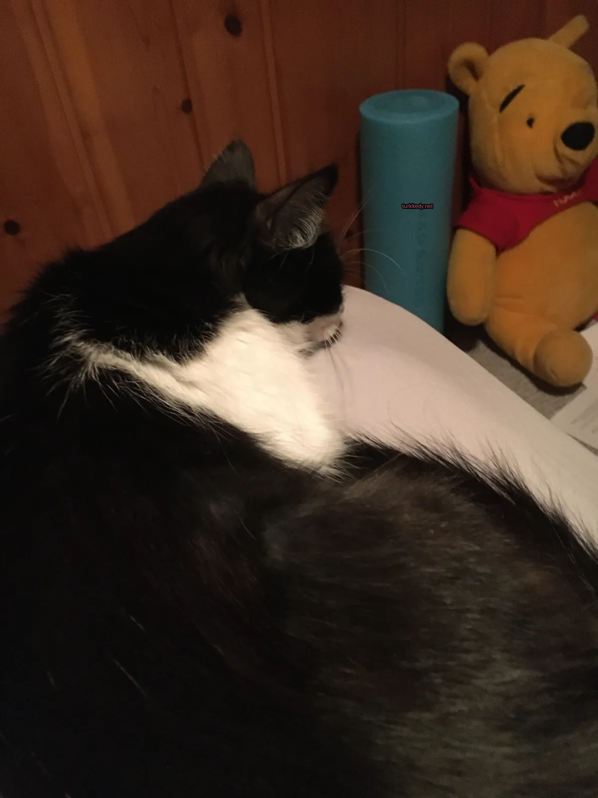 Beyaz bir kedi yatakta yatıyor.