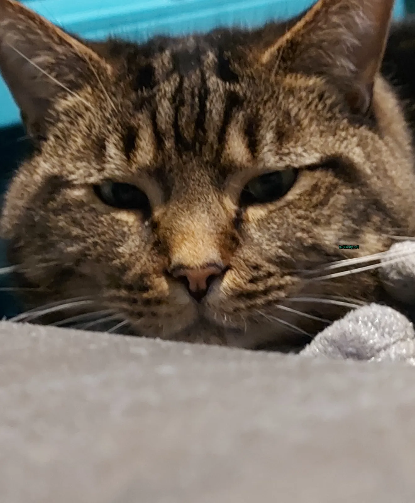 Kara ve siyah şeritli bir kedi gri bir yüzeyde yatıyor.