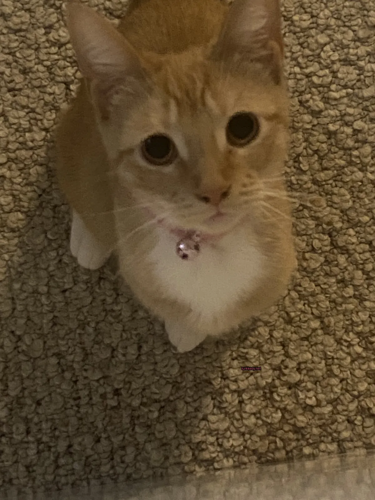 Kırmızı-beyaz bir kedi, bir pembe kolye ve zil ile bir halı üzerinde oturuyor.
