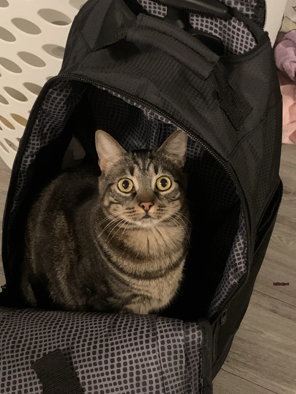 Bir çikolata renklendirilmiş kedi bir valizin içinde oturuyor.