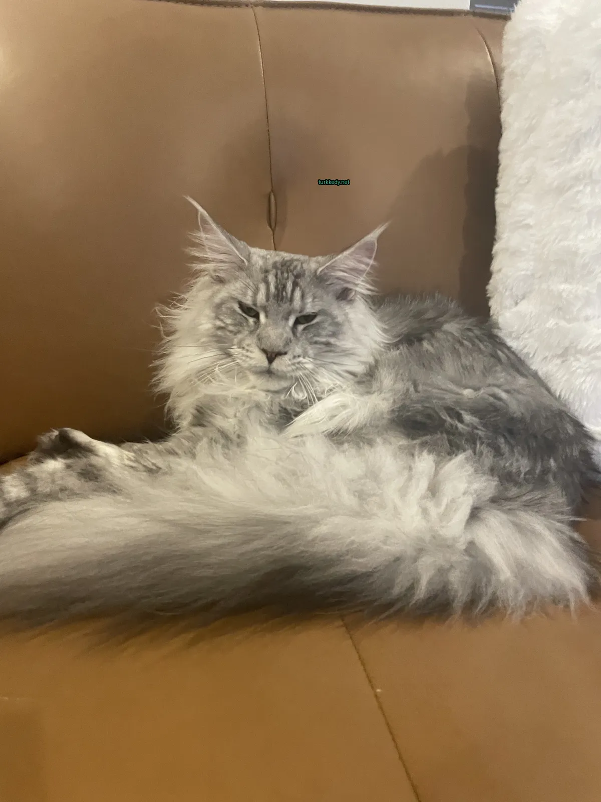 Gri ve beyaz renkli uzun tüylü bir kedi kahverengi bir sofa üzerinde yatıyor.