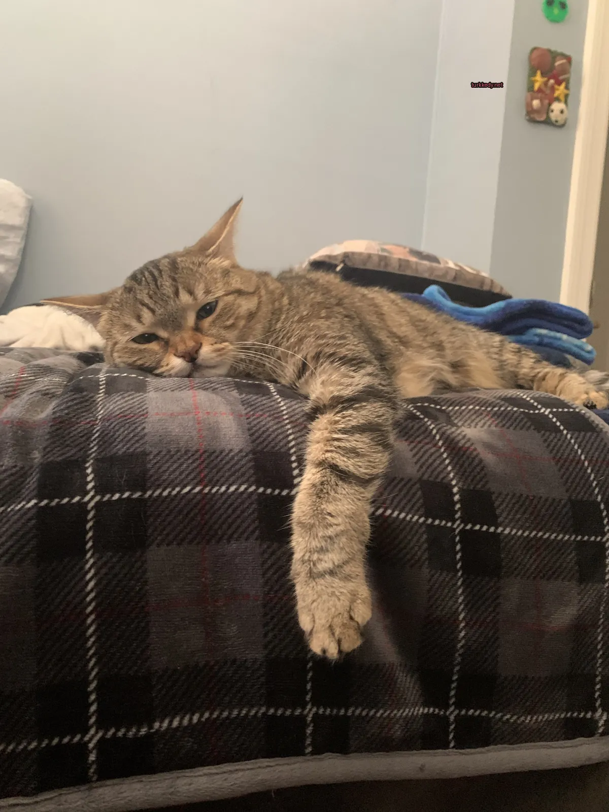 Gri ve beyaz bir kedi mavi bir çarşafın üzerinde yatar.