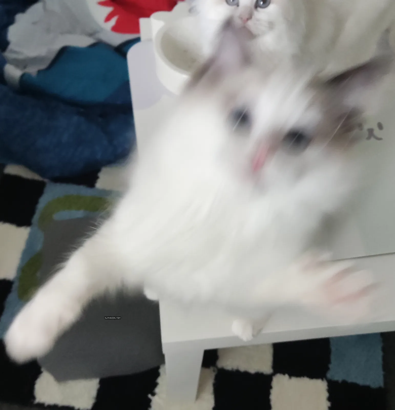 Beyaz bir kedi, mavi ve yeşil bir örtü ile bir masa üzerinde.