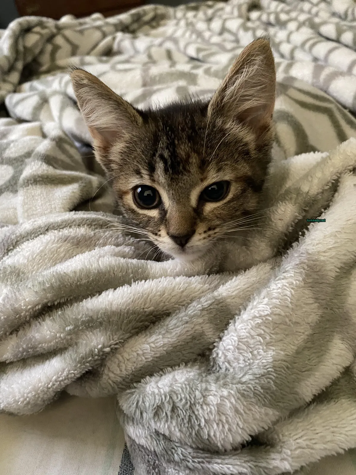 Beyaz ve gri desenli küçük bir kedi yünüyle yastık üzerinde yatıyor.