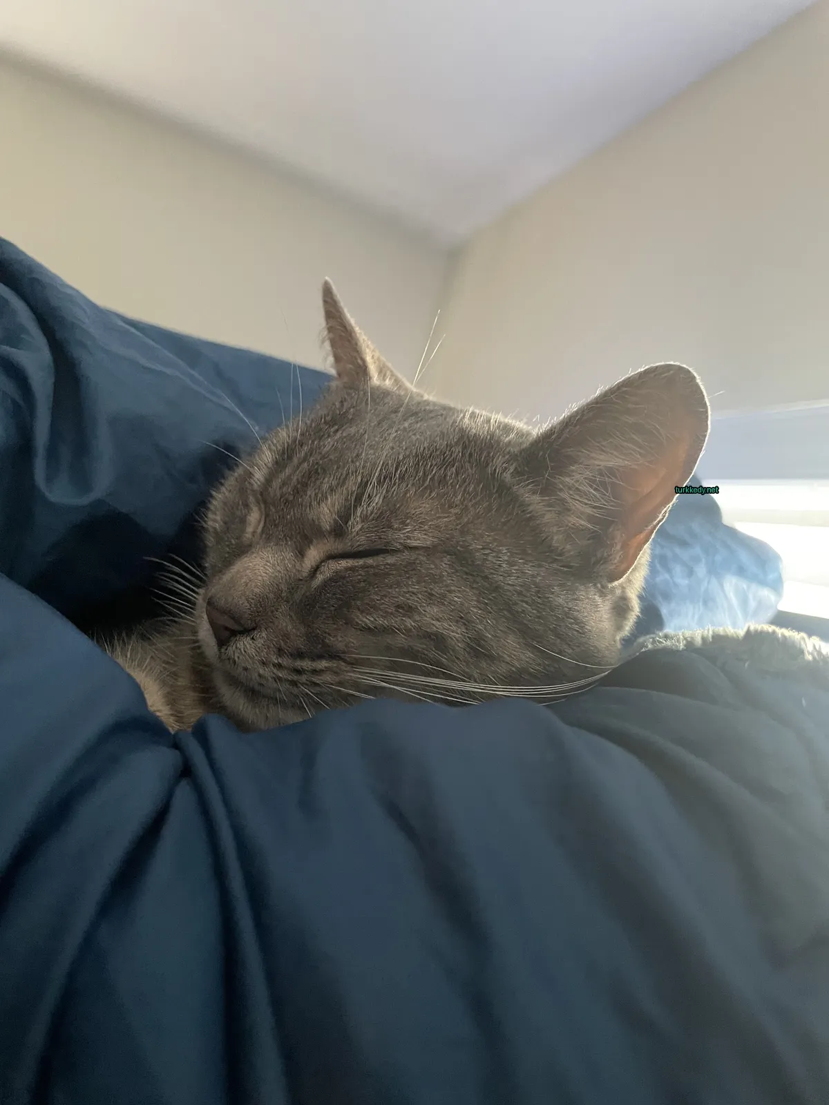 Gri bir kedi, mavi bir bez üzerinde beyaz burun ve kaşları ile yatıyor.