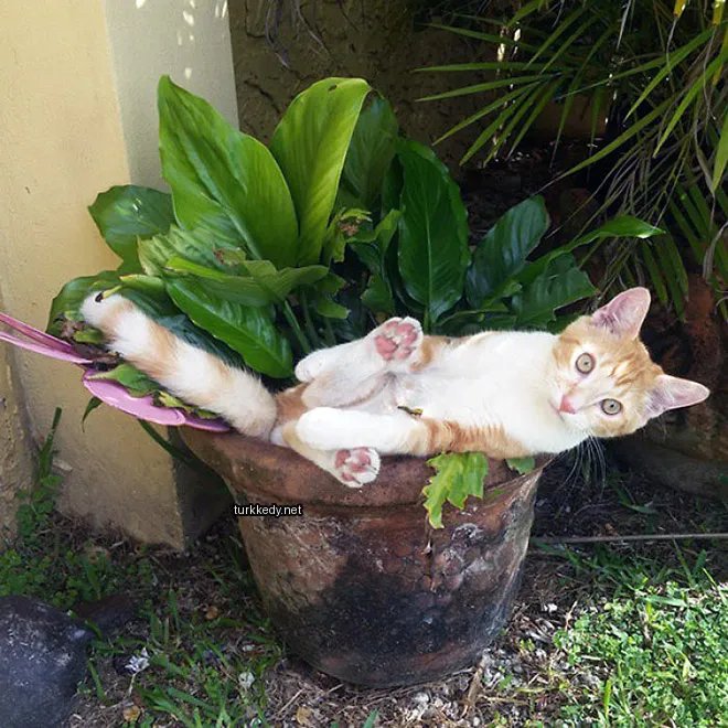 Beyaz ve turuncu tüylü bir kedi bir çiçek kasesinde yatıyor.