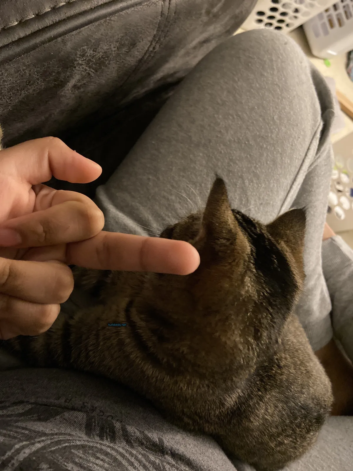 Siyah beyaz bir kedi, bir yastık üzerinde siyah ve beyaz desenli bir şekilde oturuyor.