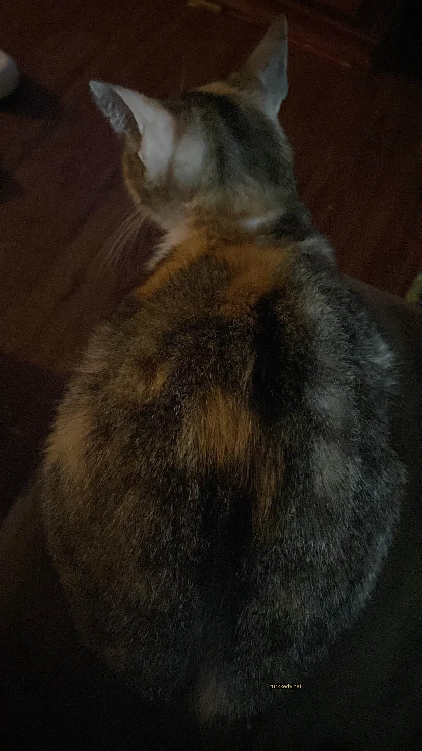Kırmızı, siyah ve beyaz tüylerden oluşan bir kedi bir sofa üzerinde oturuyor.