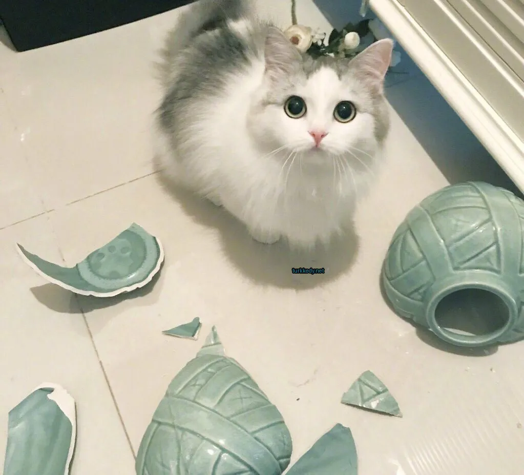 Beyaz bir kedi, gri ve beyaz desenli bir kedi, kırık seramik parçaları yanındaki mermer zemine oturuyor.