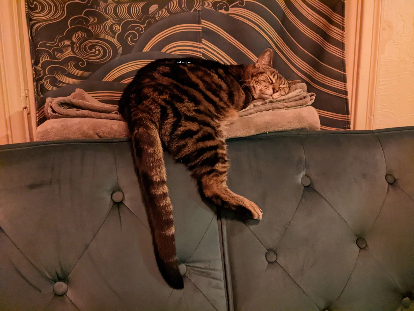 Bir çakallı kedi bir sofa üzerinde yatıyor.