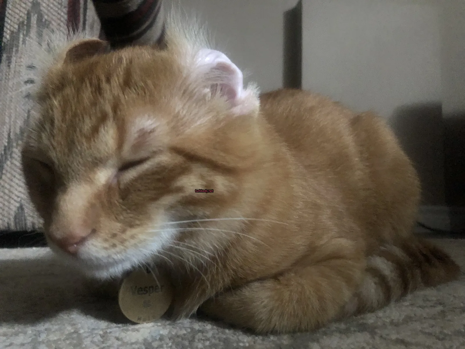 Koyu ve beyaz bir deri desenine sahip bir kedi zemine yatıyor.