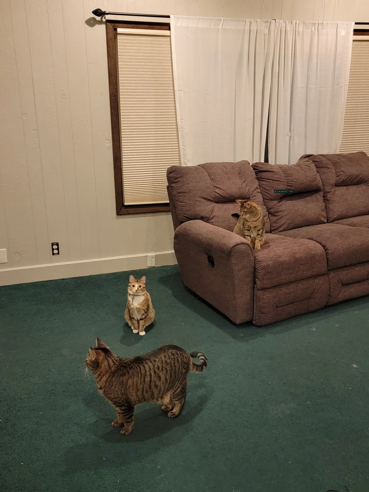 Siyah ve beyaz bir kedi yeşil bir halı üzerinde yürüyor.