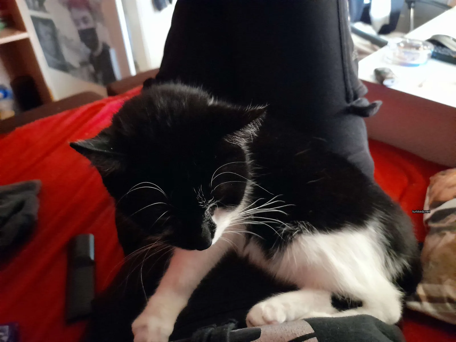 Siyah ve beyaz bir kedi kırmızı bir battaniğe oturuyor.