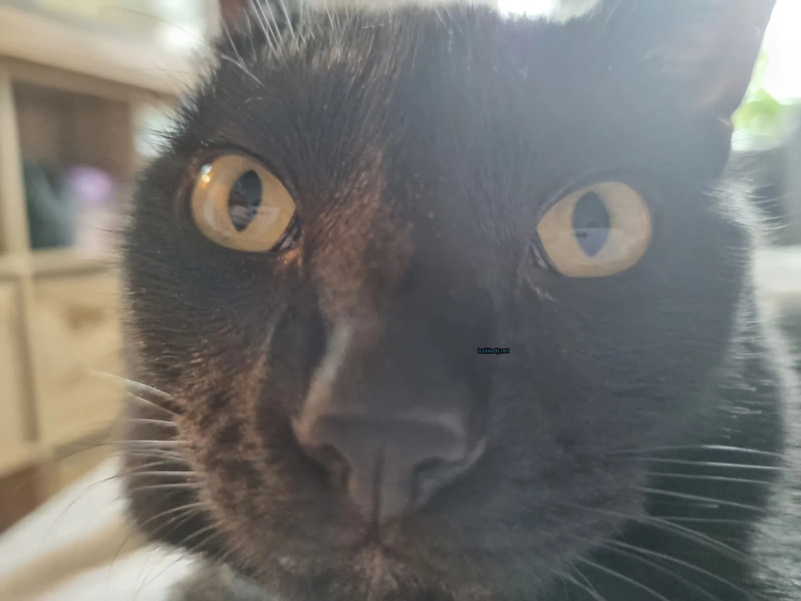 Siyah bir kedi, sarı gözleriyle kameralara bakıyor.