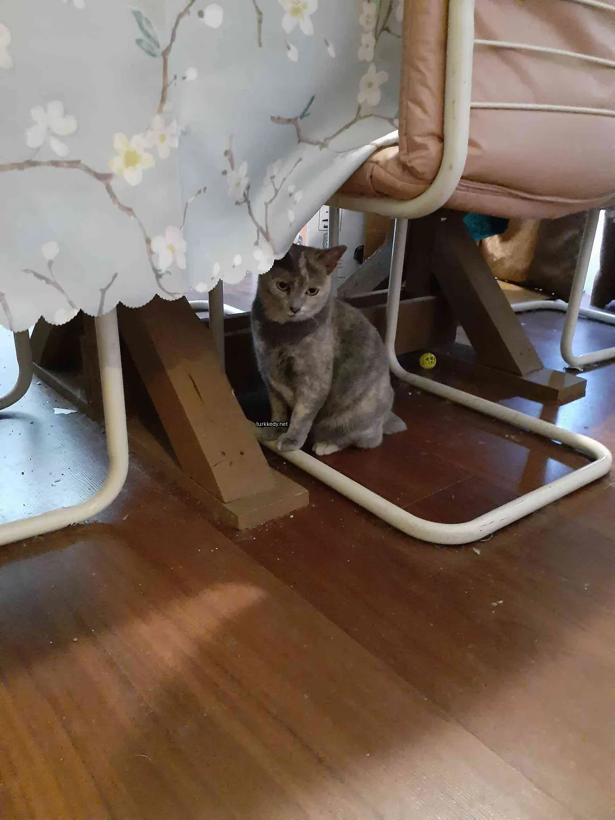 Beyaz ve gri bir kedi masa altındaki bir sandalye altındadır.