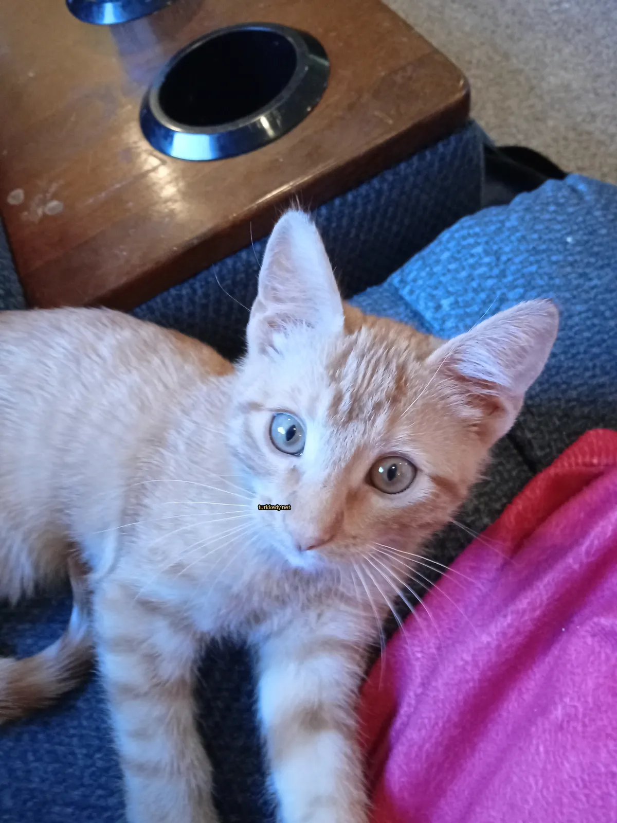 Kırmızı ve beyaz bir kedi, siyah burunlu ve yeşil gözleri olan bir kedi bir sofa üzerinde yatıyor.
