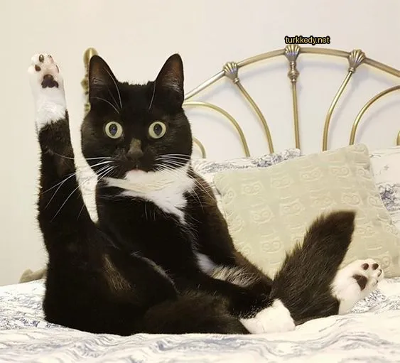 Siyah ve beyaz bir kedi yatan yatağın üzerinde ayaklarını kaldırıyor.
