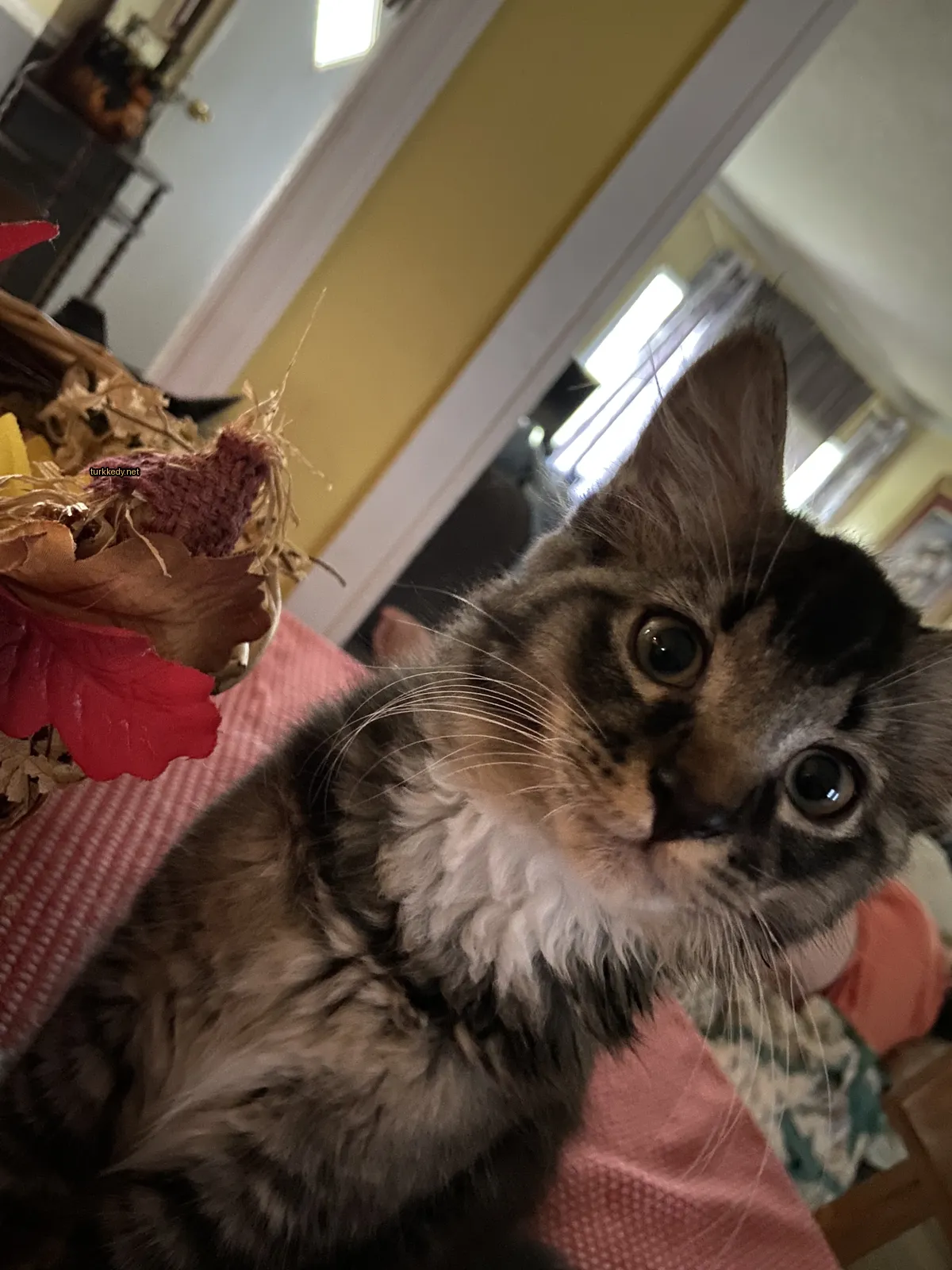 Gri ve beyaz bir kedi, siyah burunlu, pink bir çarşaf üzerinde oturuyor.