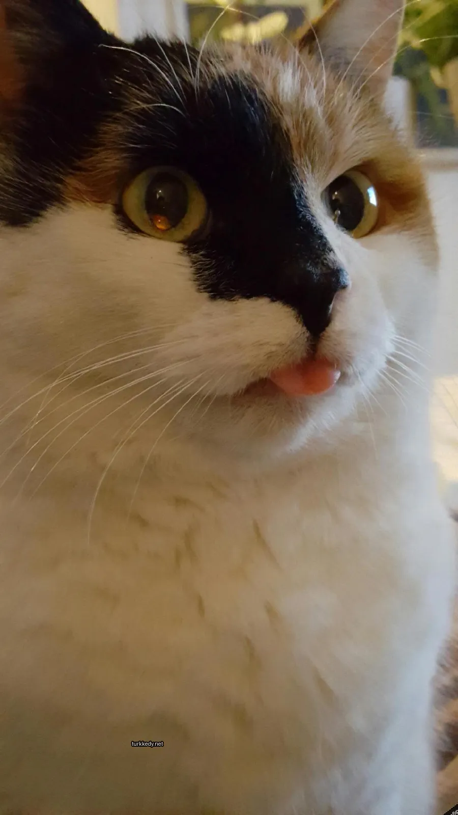 Beyaz ve siyah bir kedi, pink dilini dışarıda tutuyor.