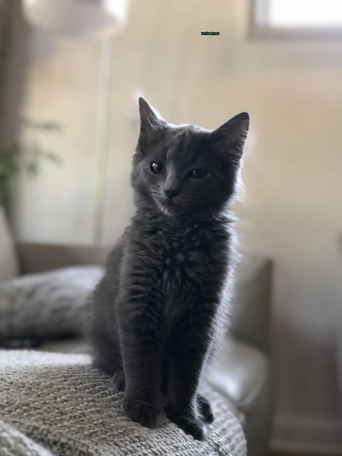 Gri ve beyaz bir kedi bir sofa üzerinde oturuyor.
