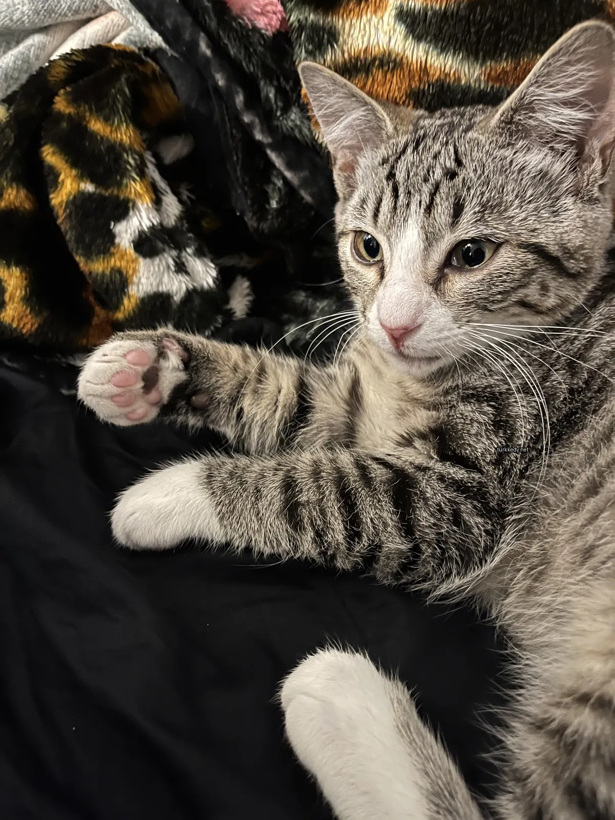 Gri ve beyaz bir kedi, siyah bir çarşaf üzerinde pembe ayaklarıyla yatıyor.