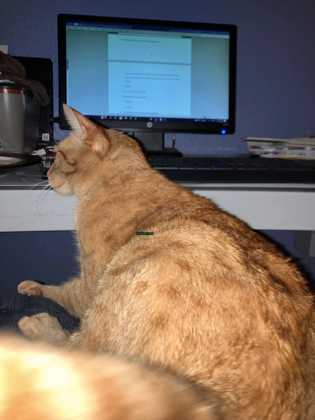 Büyük bir kedi masa başında bilgisayara karşı oturmaktadır.