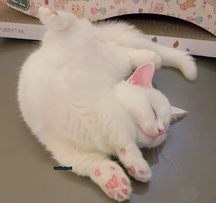 Beyaz bir kedi, pembe ayakları ve pembe burun ile zemine uzanmış.