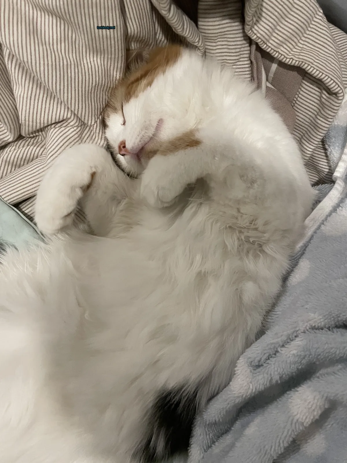 Beyaz ve kahverengi bir kedi yün üzerine sarılmış.