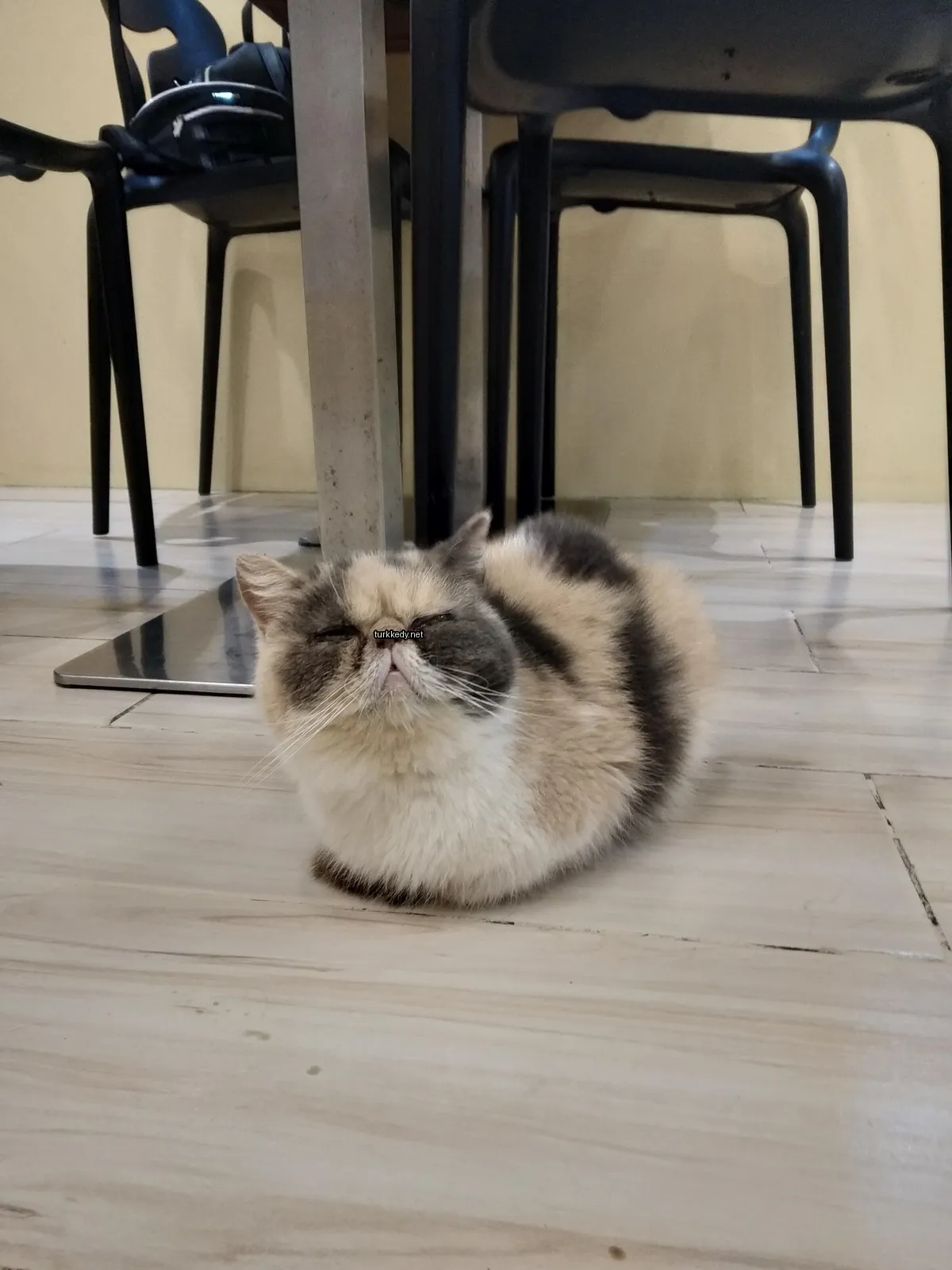 Siyah ve kahverengi desenli bir kedi zemine yatılmış.