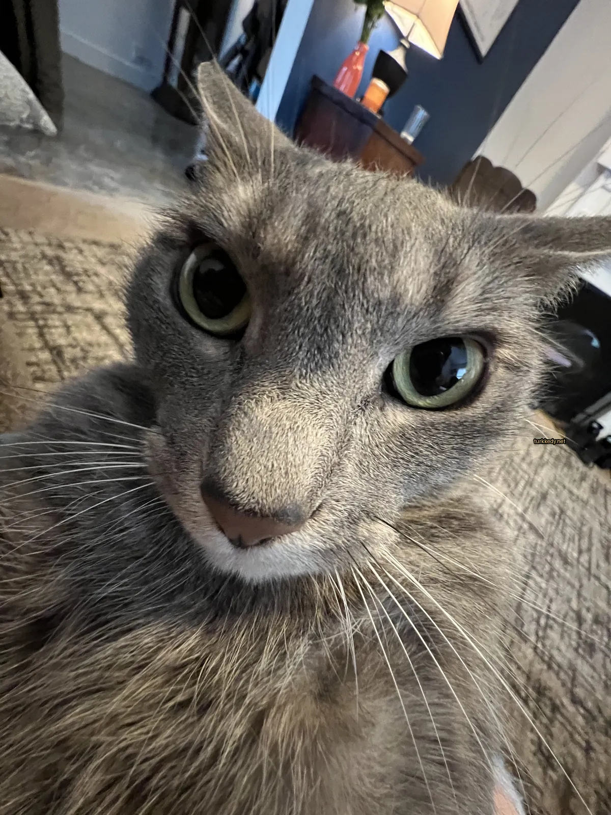 Gri bir kedi, yeşil gözleri olan bir halı üzerinde oturuyor.