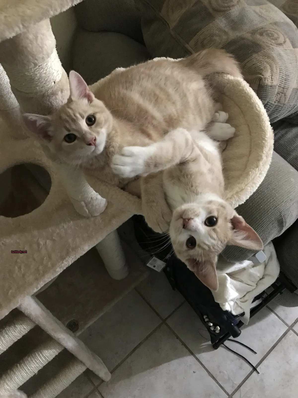 İki kedi bir kedi yatağında yatıyor, biri kahverengi ve beyaz, diğeri beyaz ve kahverengi.