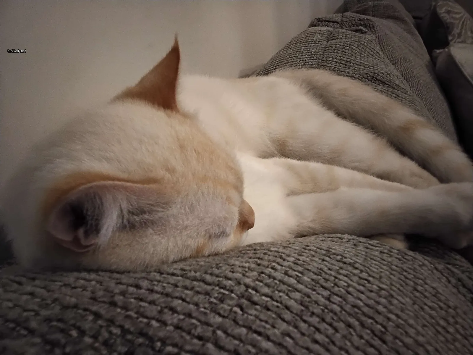 Beyaz ve turuncu bir kedi bir sofa üzerinde yatıyor.