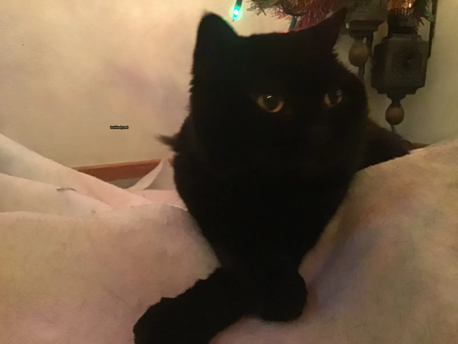 Siyah bir kedi beyaz bir ayakla beyaz bir bez üzerinde oturuyor.