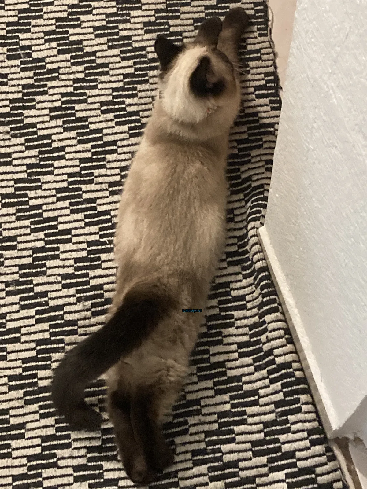 Siyah kuyruğu ve beyaz tüylü uzun tüylü bir kedi bir halı üzerinde yatıyor.