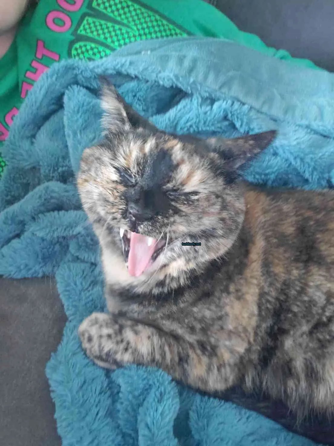 Kara ve siyah bir deri desenine sahip bir kedi mavi bir battaniğe uzanmış.
