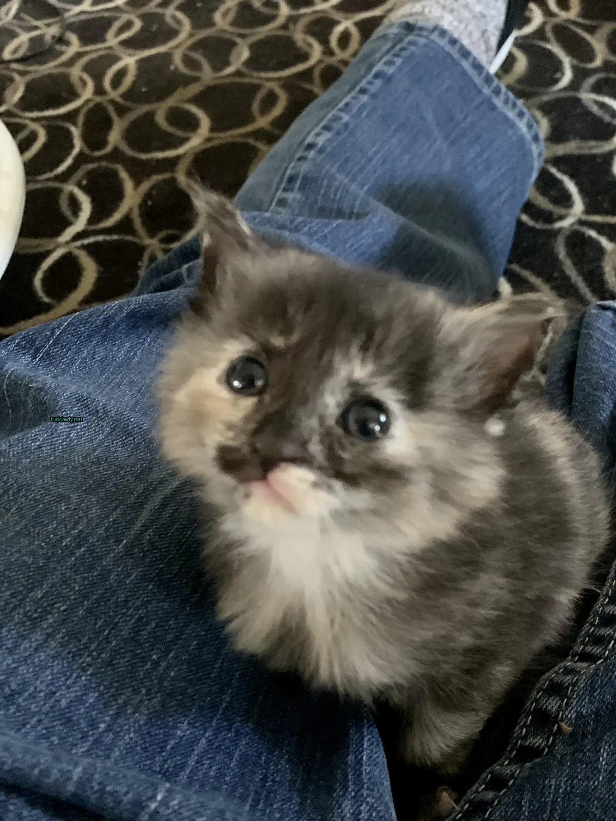 Kara ve beyaz bir püskürtüye sahip küçük bir kedi bir kişinin dizlerinde oturuyor.
