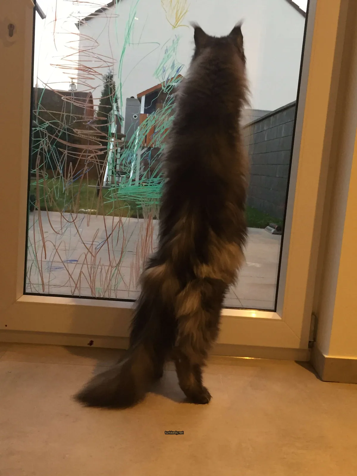 Beyaz ve gri bir kedi pencereden bakıyor.