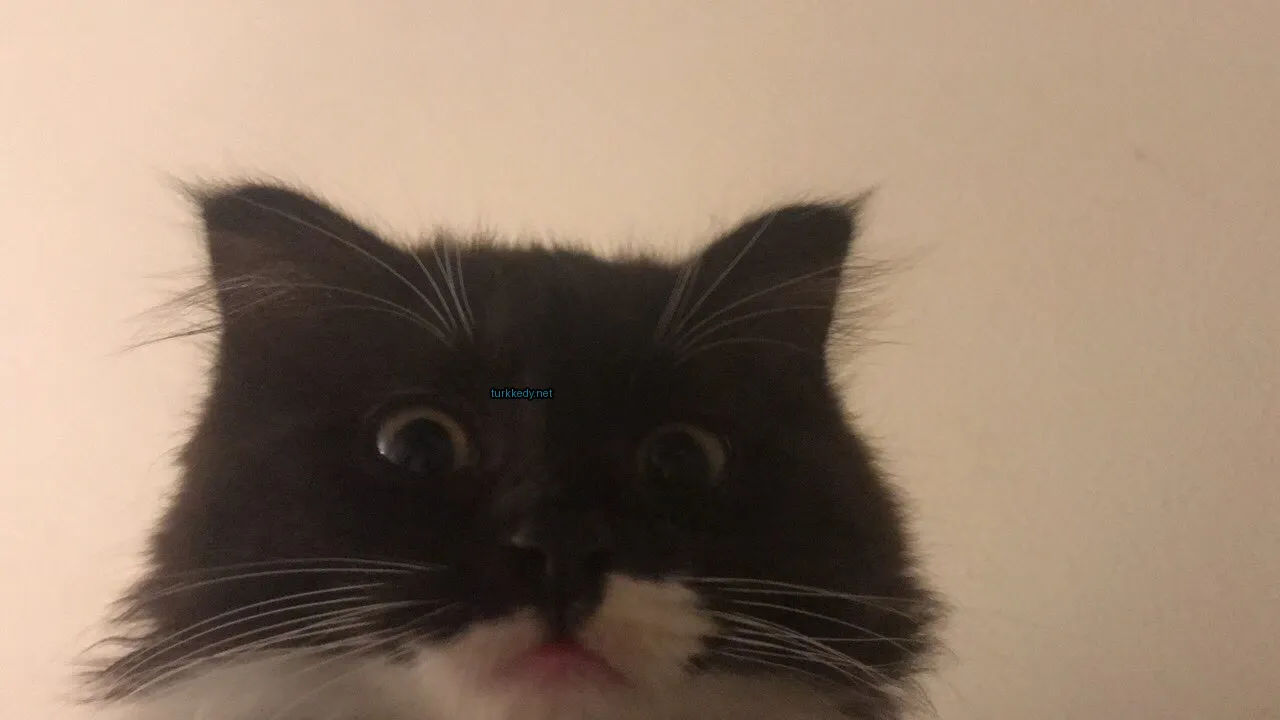 Siyah ve beyaz bir kedi, kulak açıklığında mavi bir etiket var.
