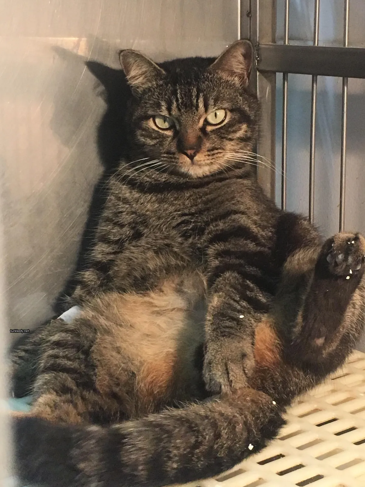 Kırmızı ve siyah desenli bir kedi kafes içinde oturuyor.