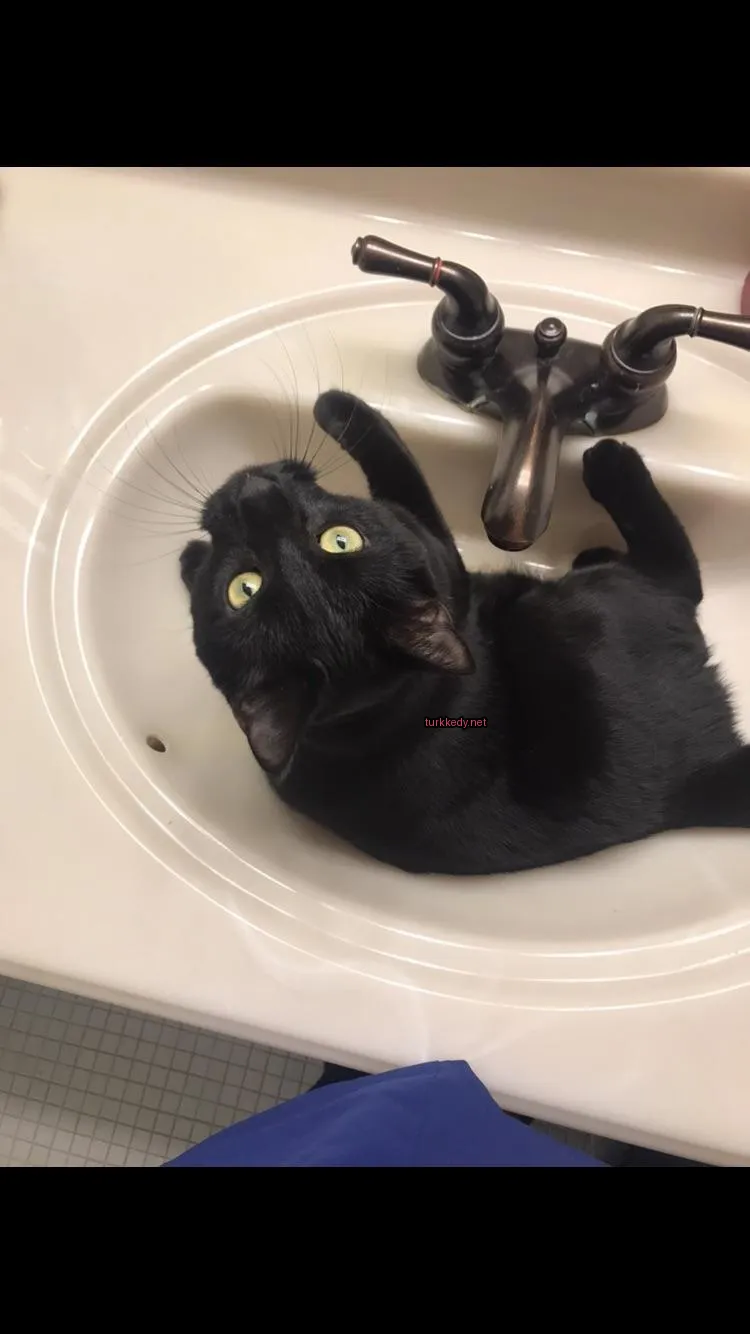 Siyah bir kedi beyaz bir banyo küvetinde yatıyor.