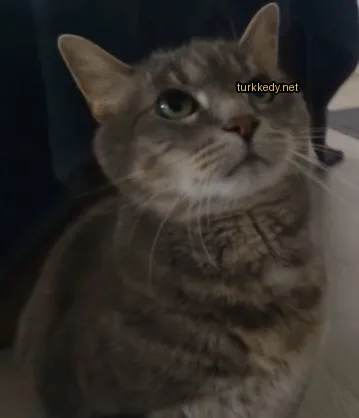 Gri ve beyaz bir kedi, pink bir burun ve sarı gözler.
