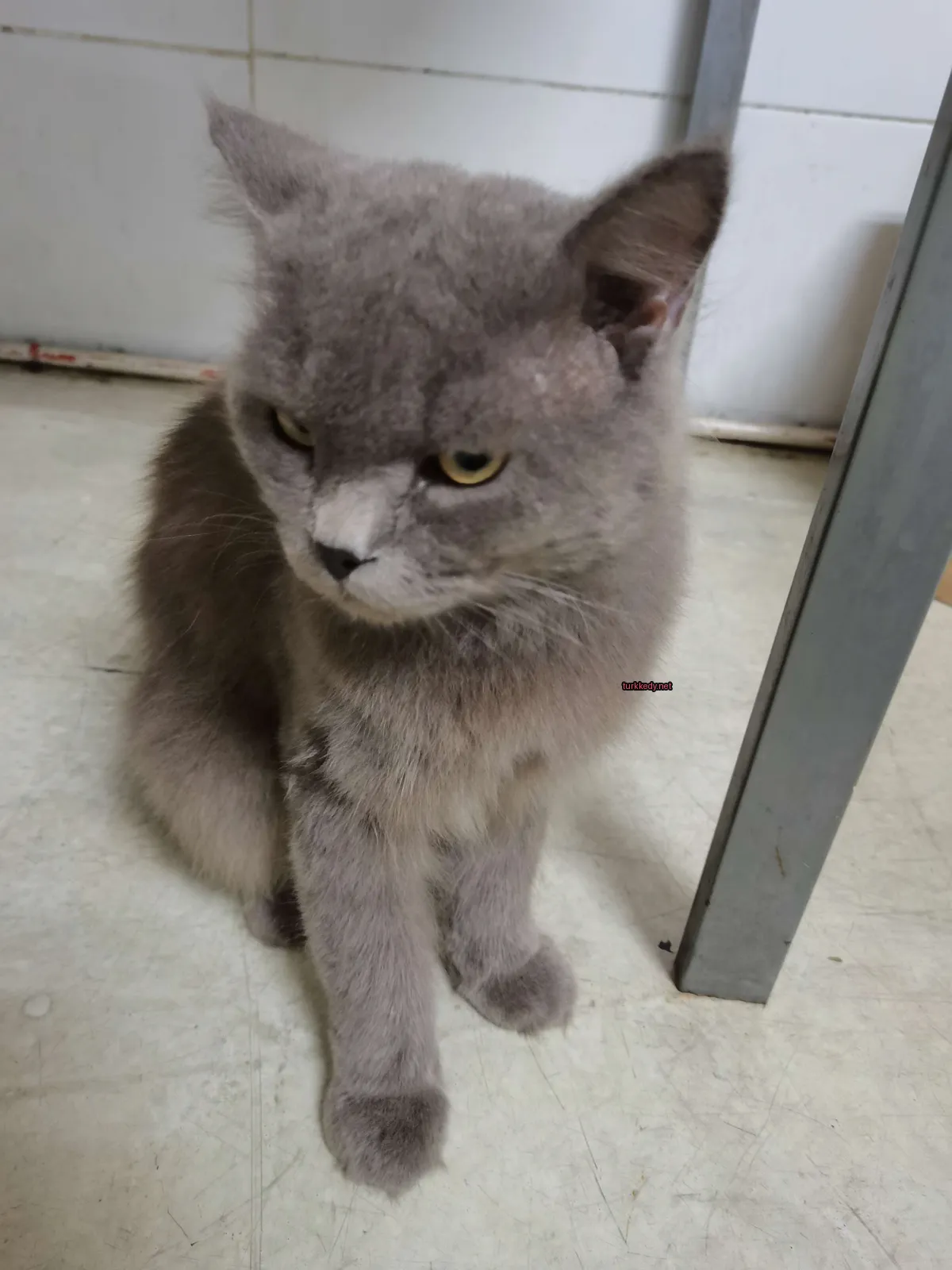 Gri bir kedi, beyaz yüzü olan bir kedi zemine oturuyor.