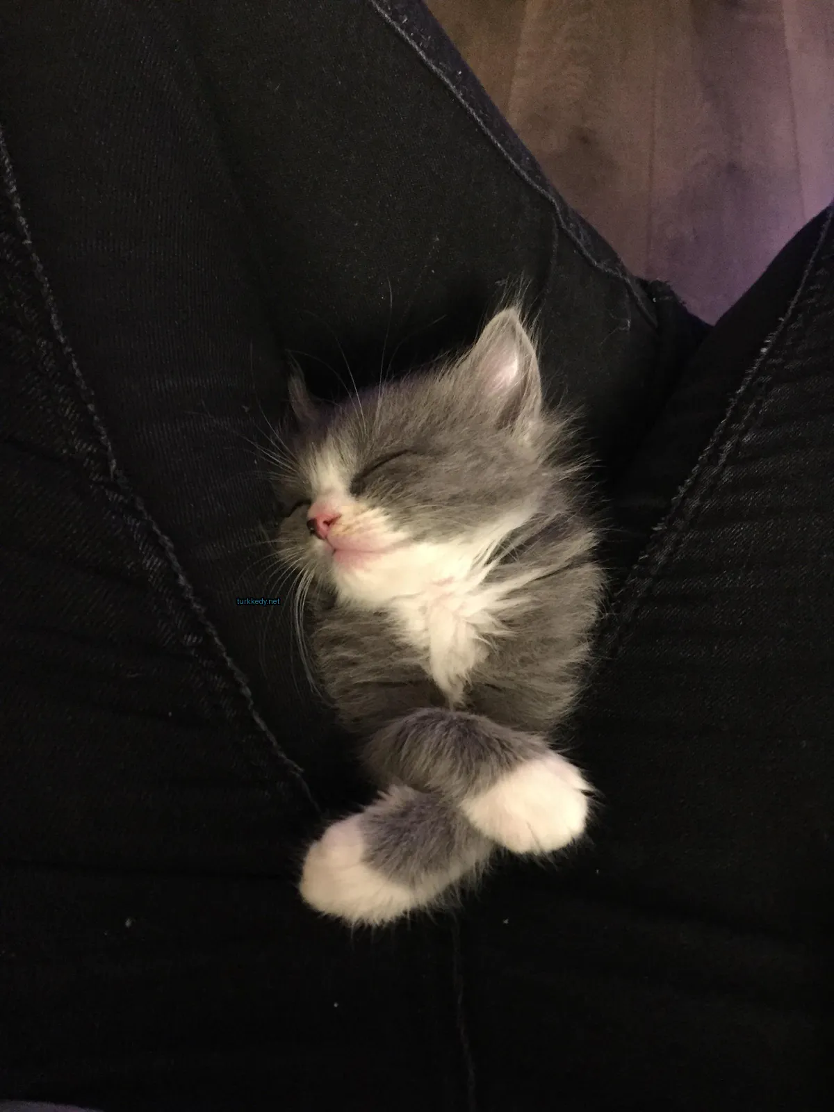 Küçük bir gri kedi bir kişinin pantolonunda sarılı ve uyuyor.