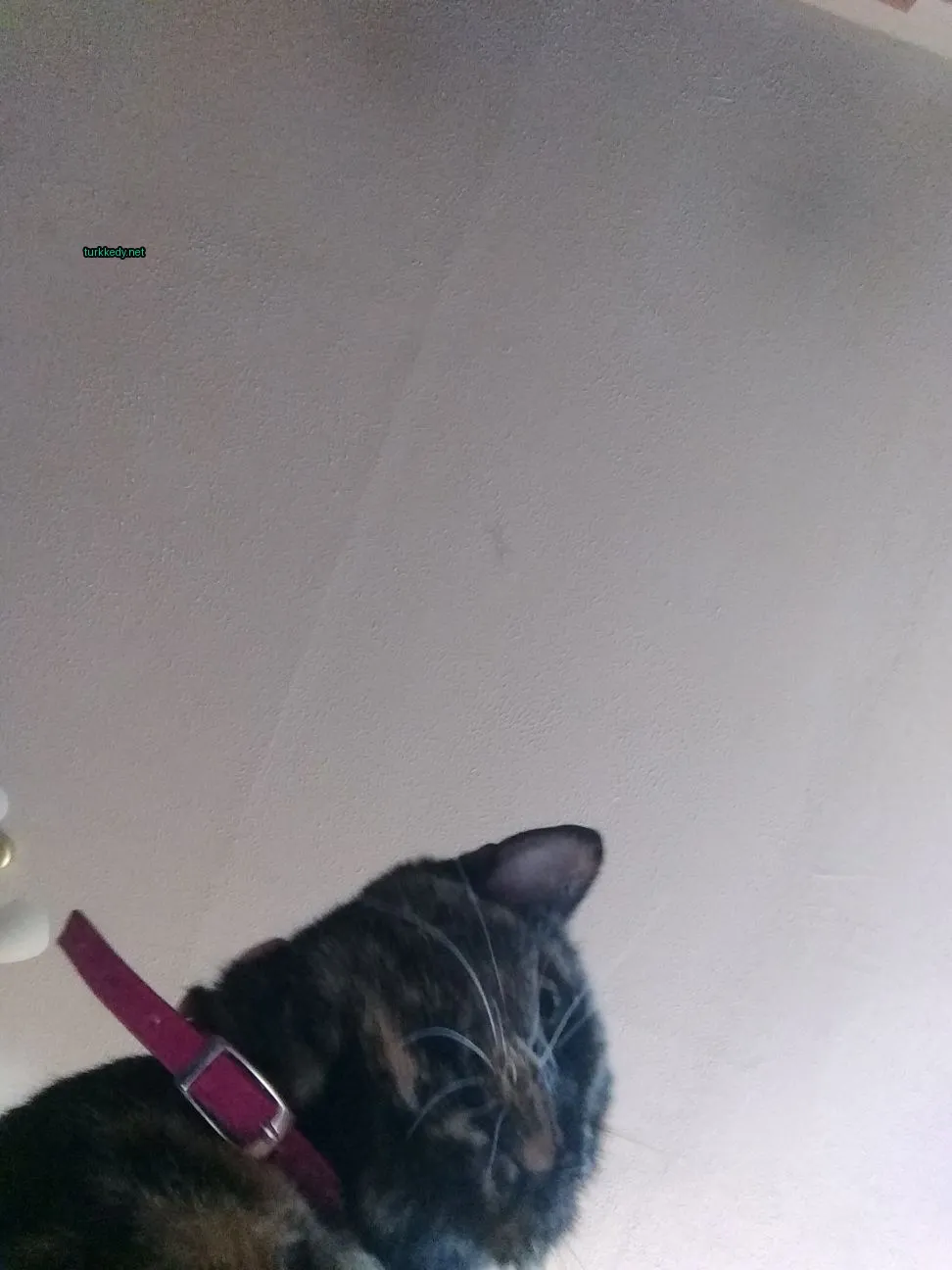 Siyah ve kahverengi bir kedi, pink bir kemerle beyaz bir duvar üzerinde oturuyor.