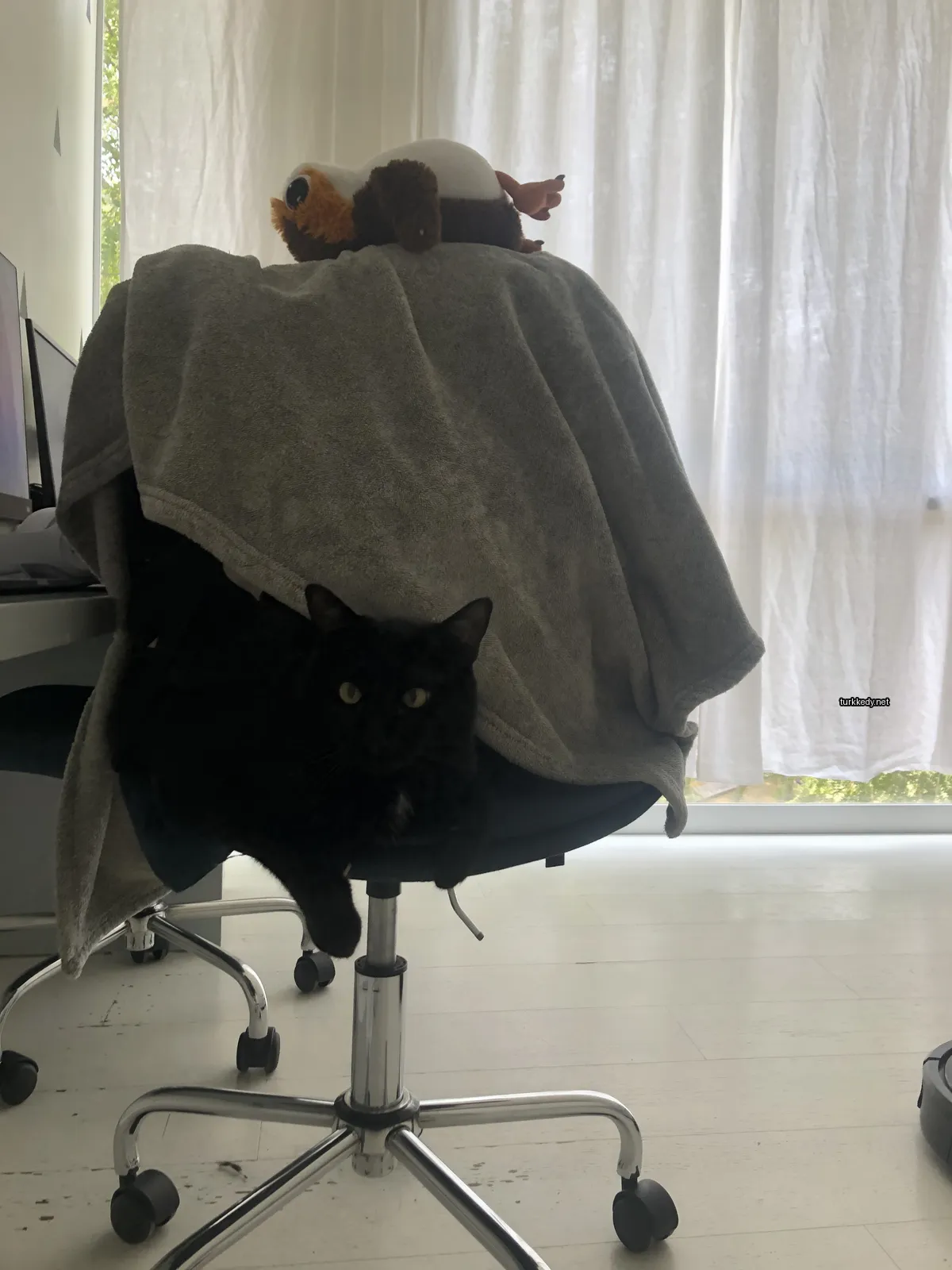 Kara bir kedi bir sandalyede oturuyor.