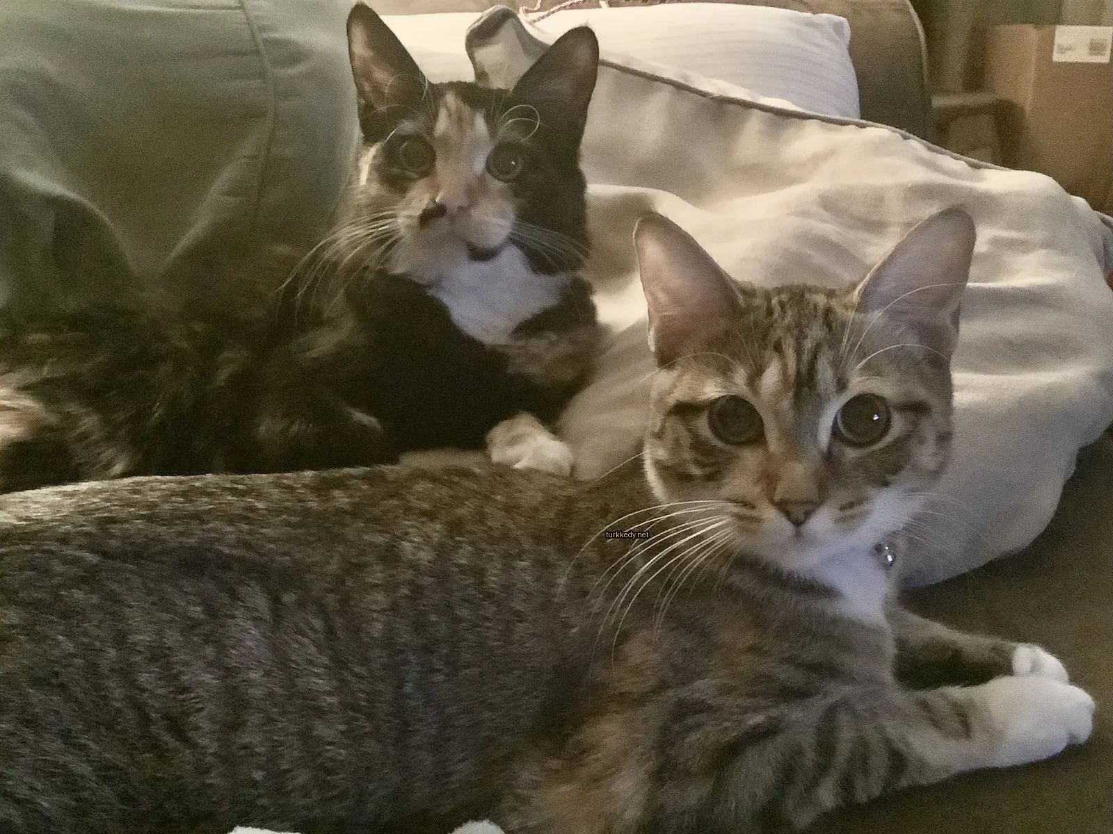 Siyah ve beyaz bir kedi, beyaz çeneli ve pembe burunlu, bir sofa üzerinde yatıyor.