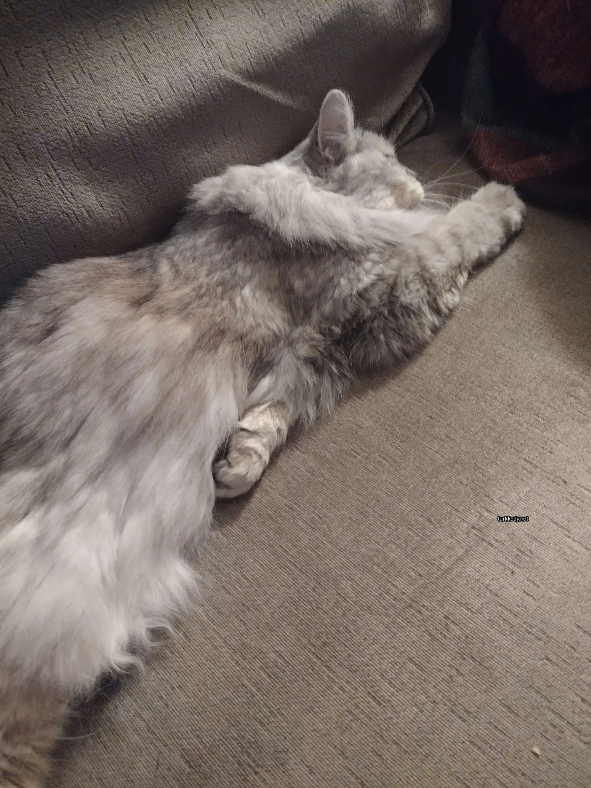 Gri ve beyaz bir kedi bir sofa üzerinde yatıyor.